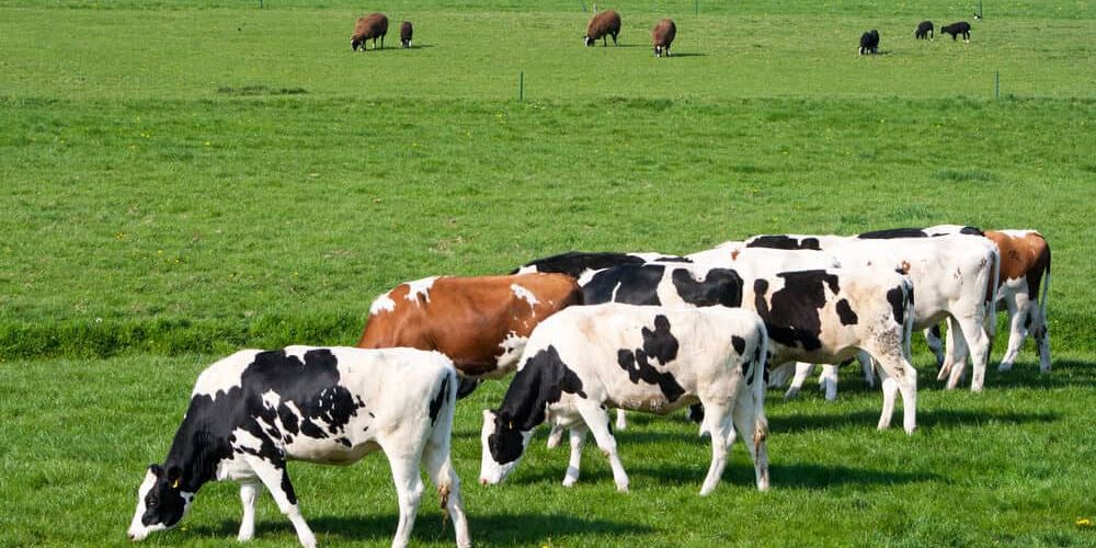 5 Ways to Use Essential Oils with Your Livestock