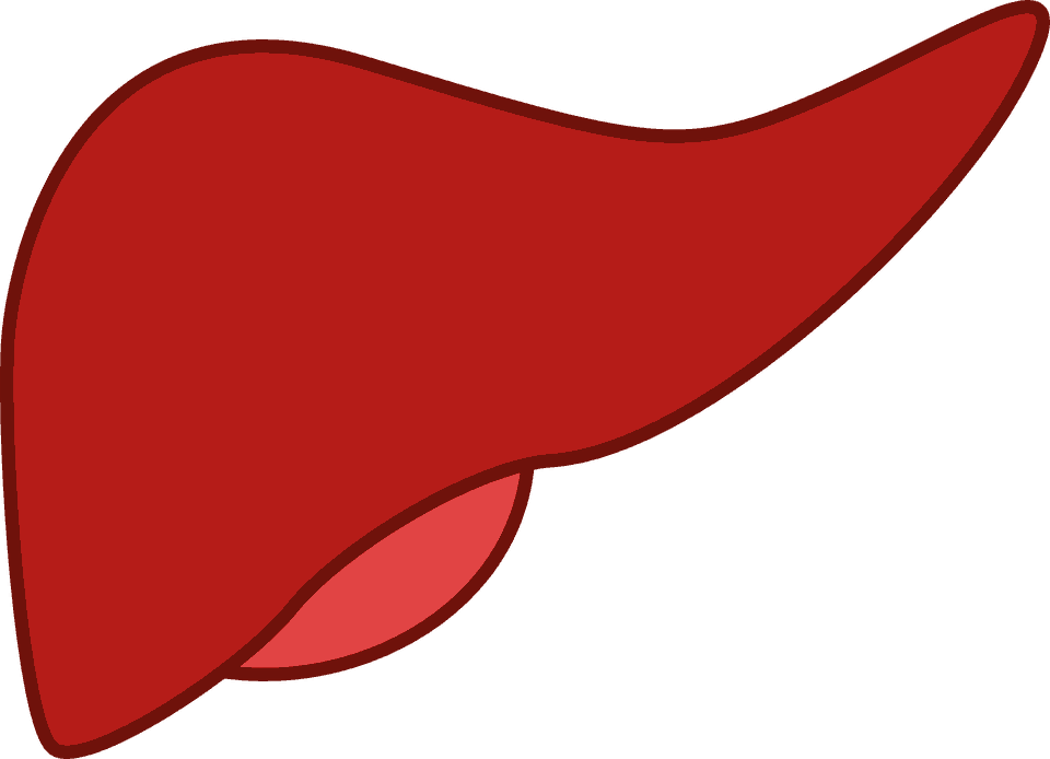 Liver
