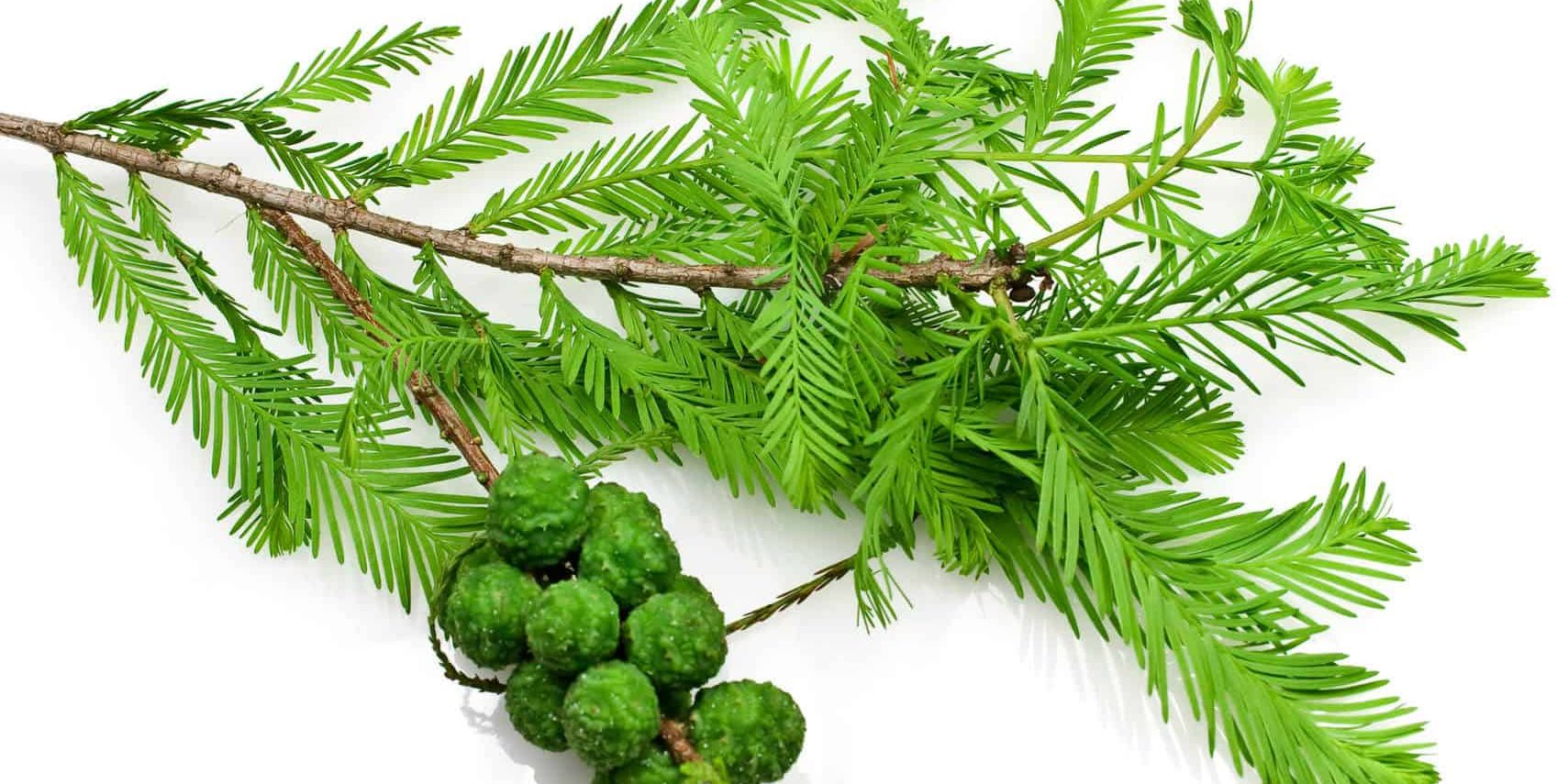 Cypress Essential Oil