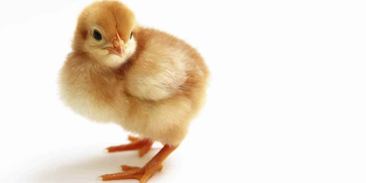 Here’s Why You Should Raise Your Own Chickens…