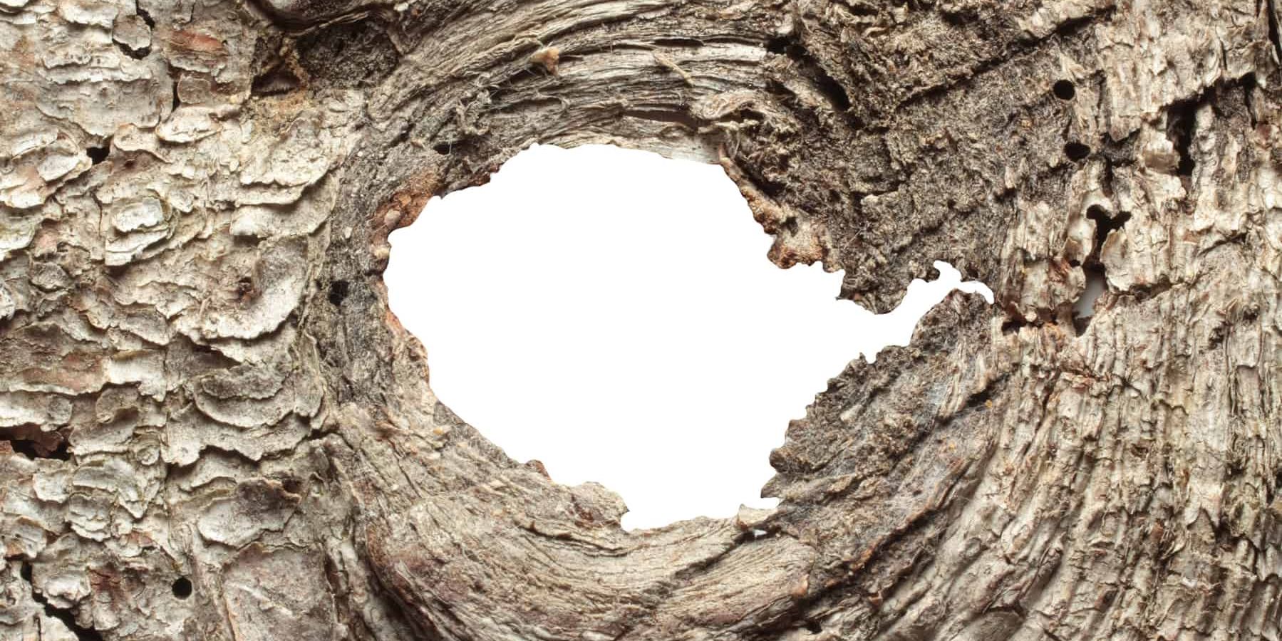 The Health Benefits of Pine Bark Extract