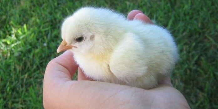 Caring for Baby Chicks: The Tools You Need