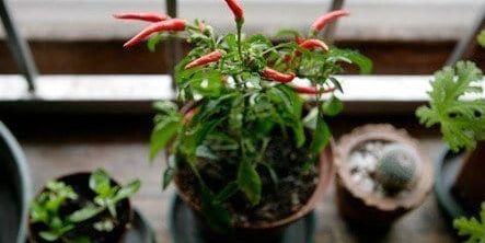 Urban gardening
