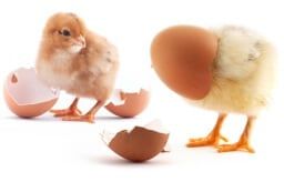 The yellow small chicks with egg