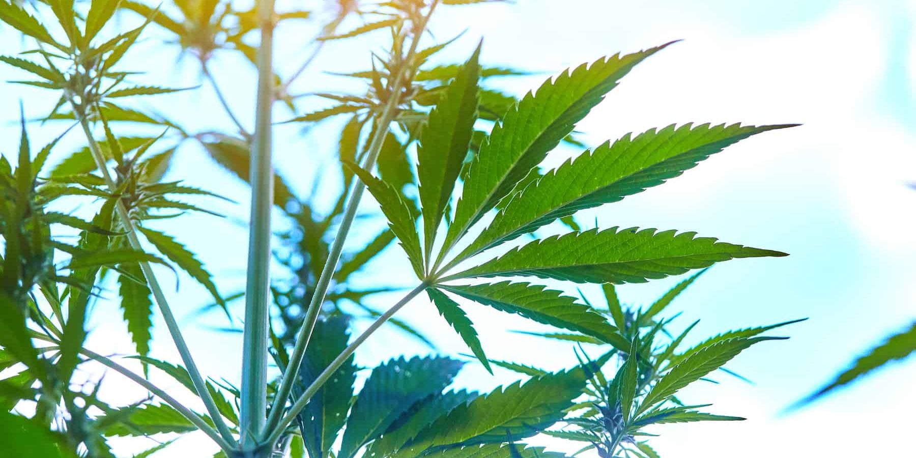 What Light Is Best For Growing Cannabis?