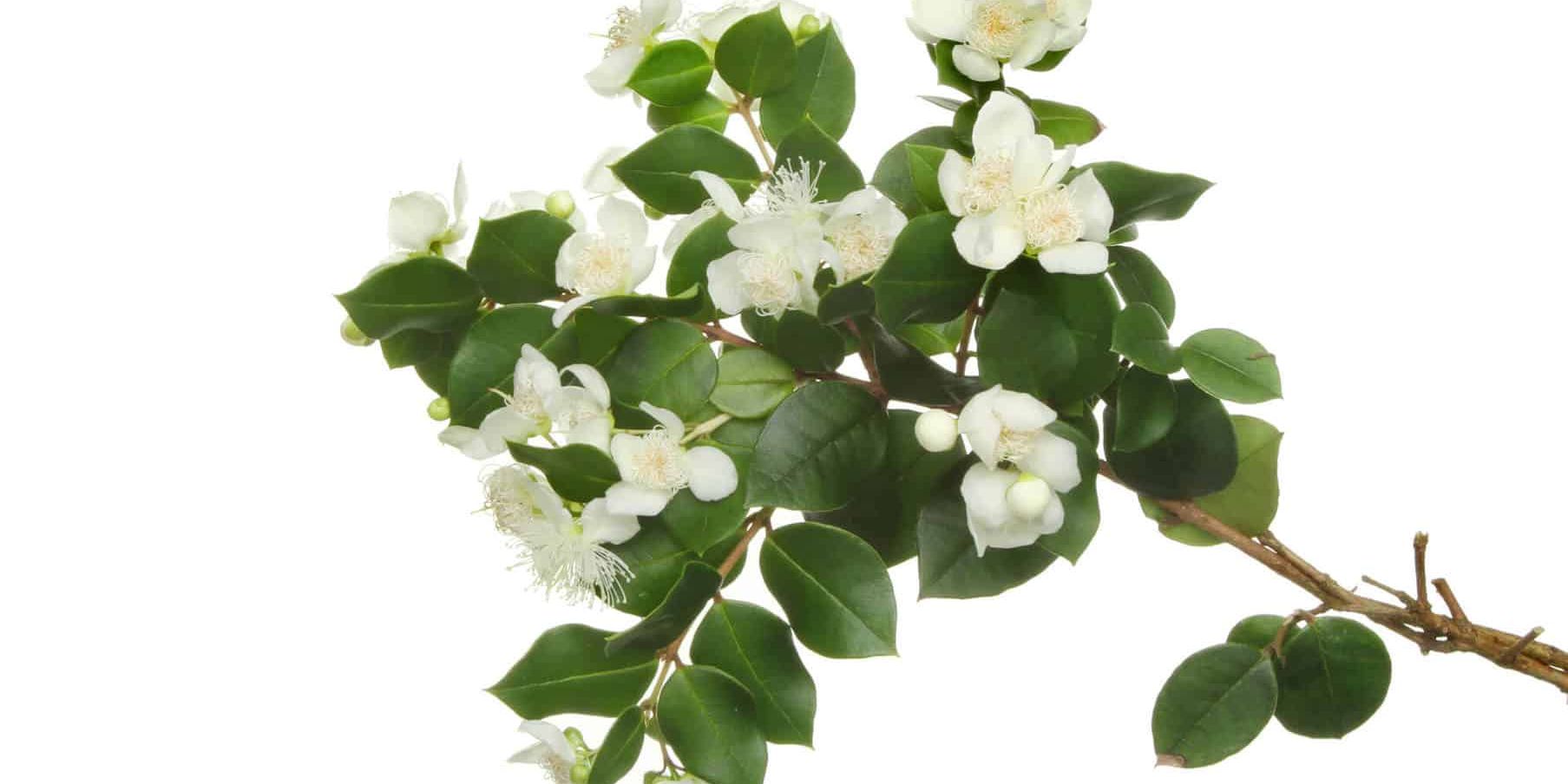 Myrtle Essential Oils