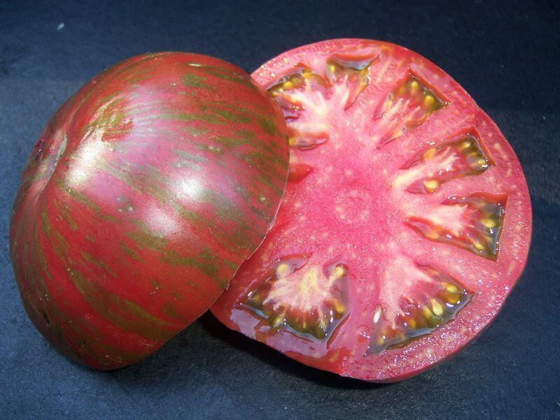 Pink Berkeley Tie Dye tomato