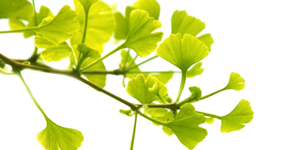 Choosing the Best Gingko Biloba Supplement