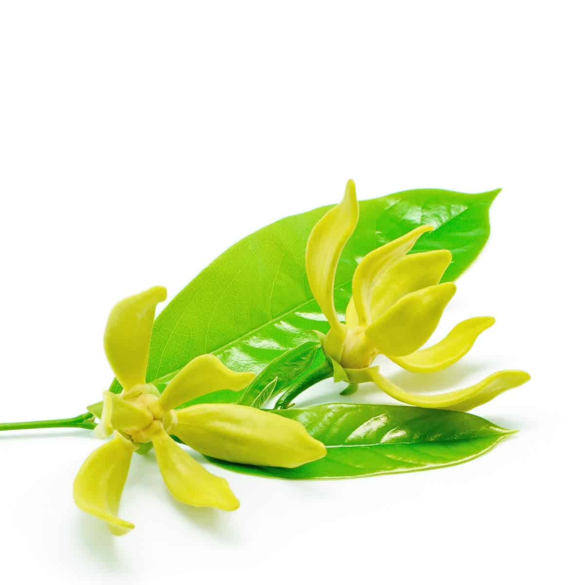 Ylang Ylang Essential Oil