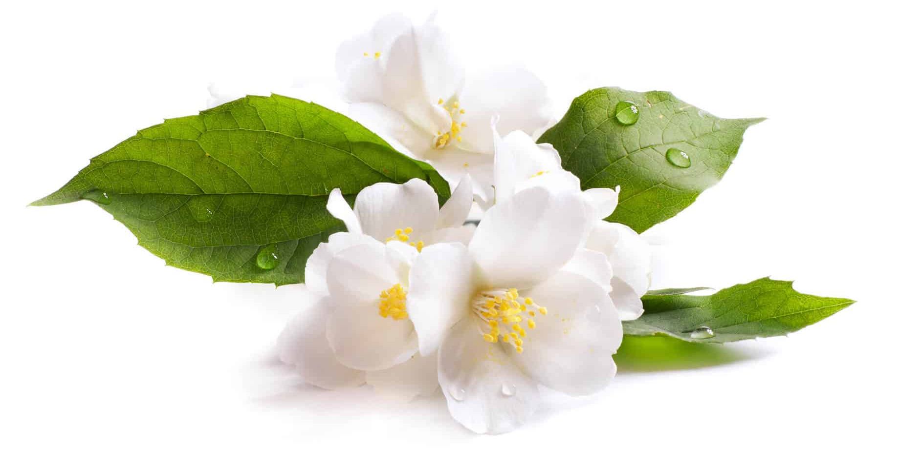 Jasmine Essential Oil