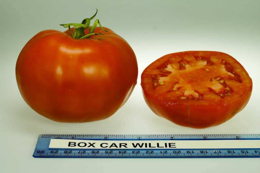 Box Car Willie tomato
