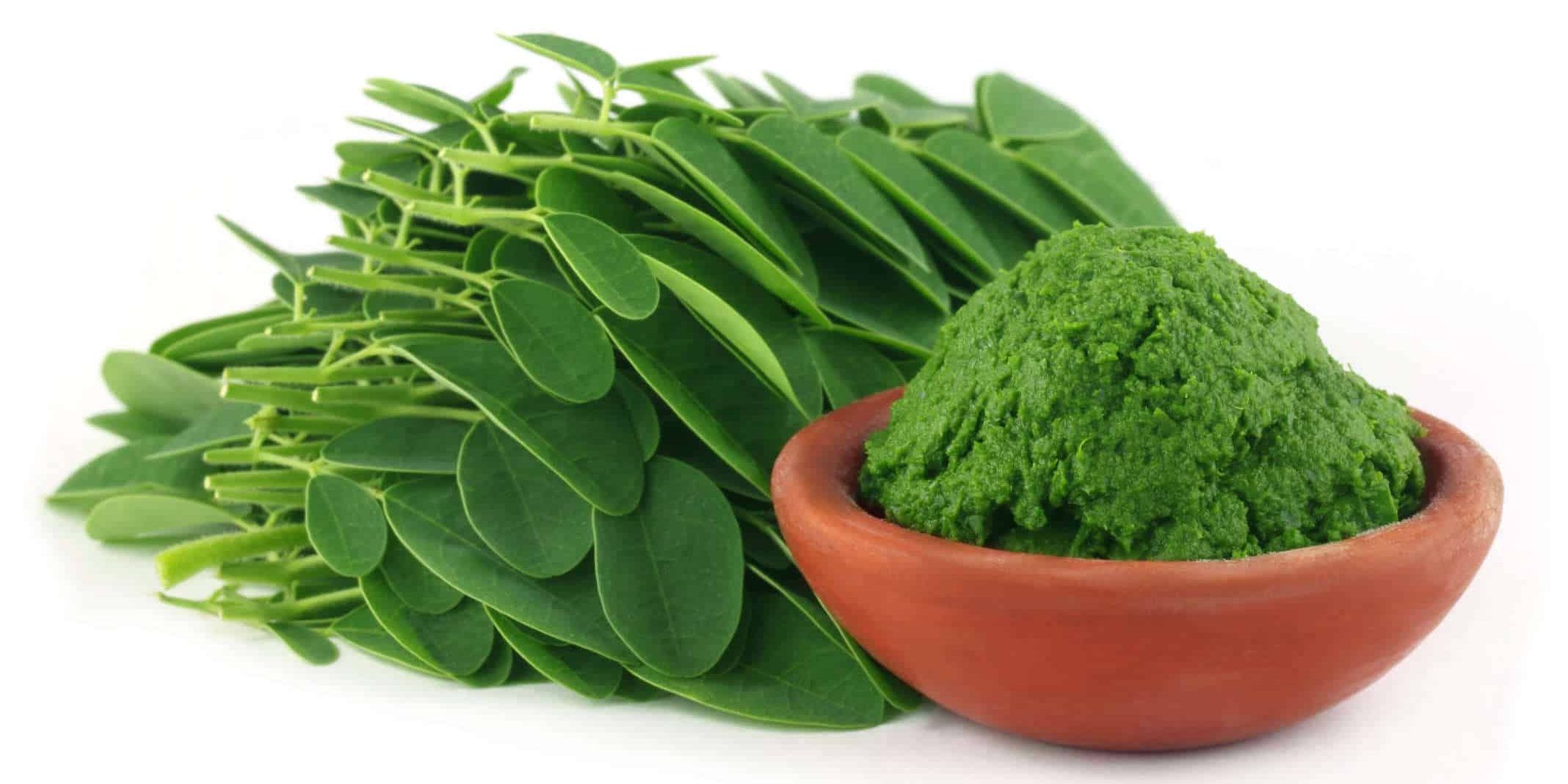 Moringa Oleifera