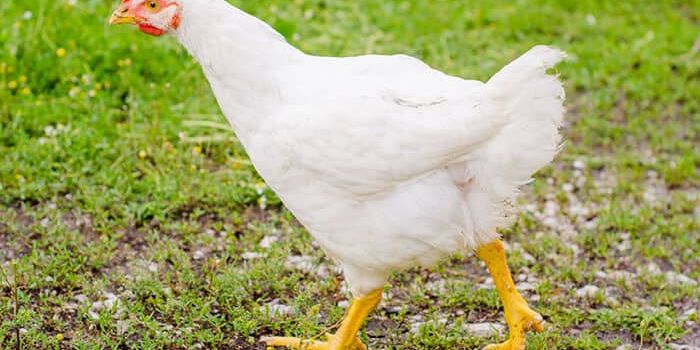 Raising Chickens for Meat