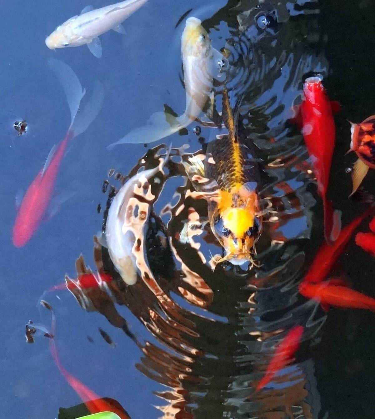 Aquaponic farm fish
