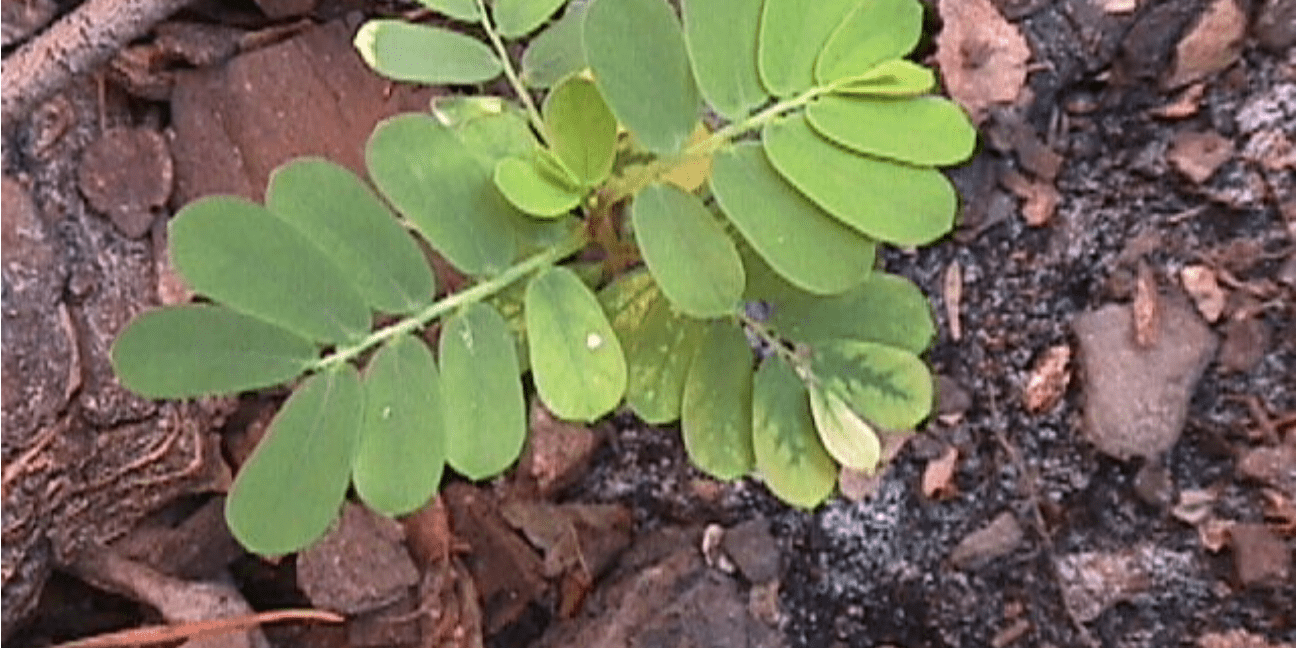 Chanca Piedra Supplement