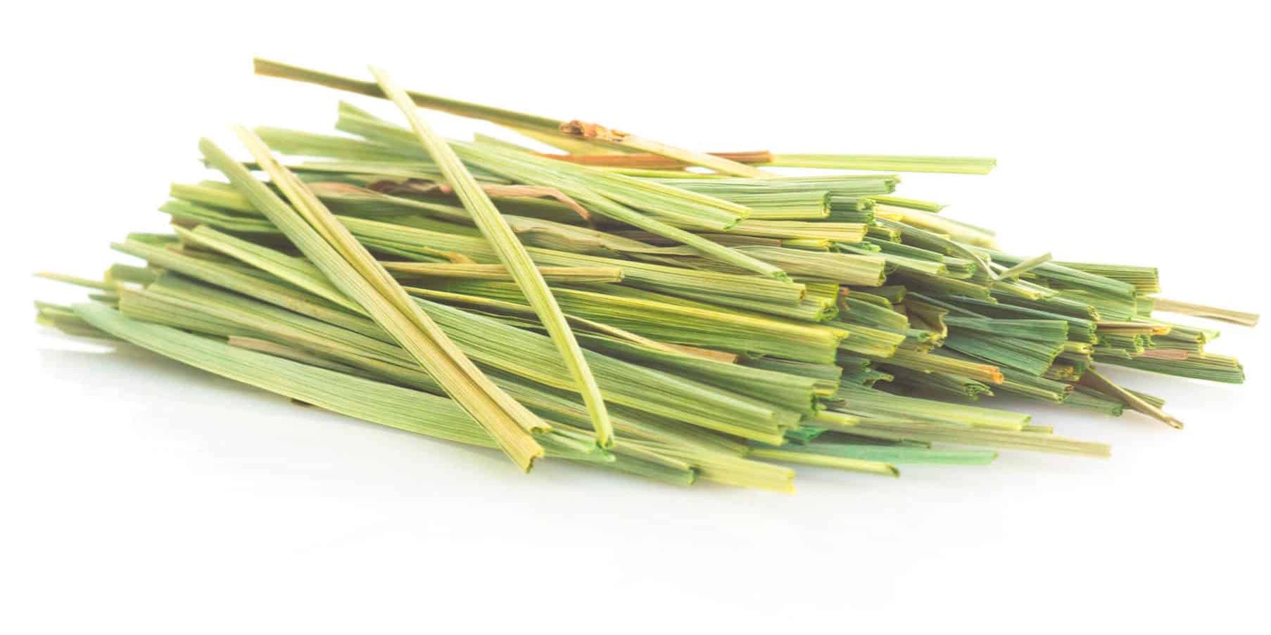 Cymbopogon plant
