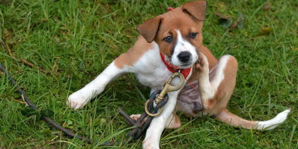 Natural Remedies for Getting Rid of Flea Bites