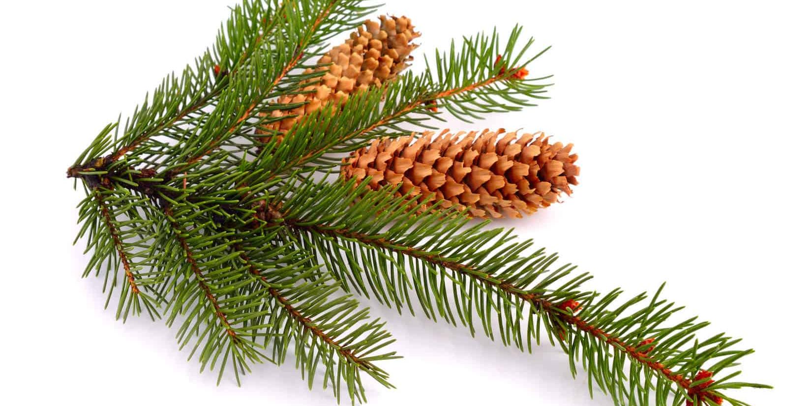 Spruce Essential Oil