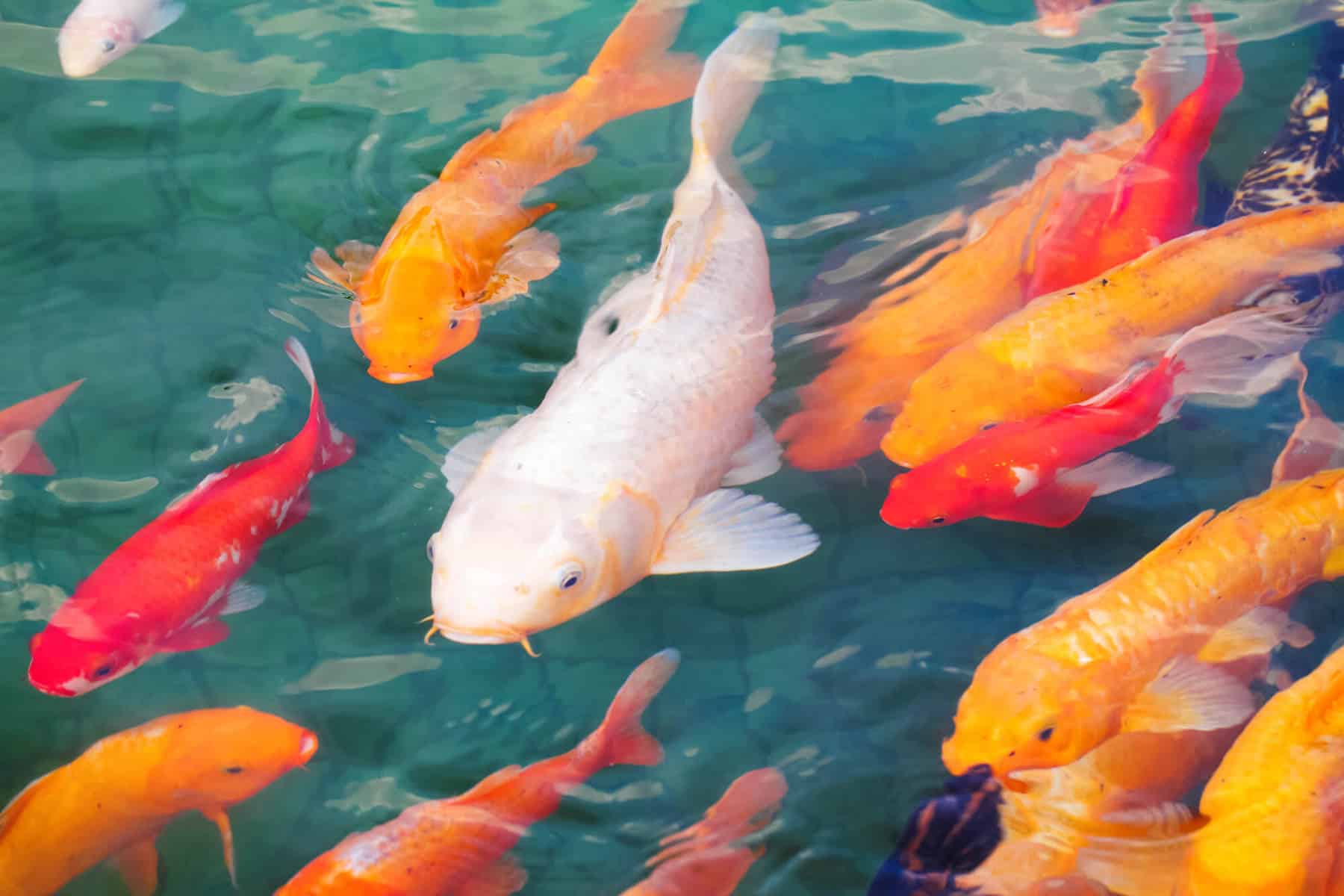 Raising Koi in an Aquaponic System