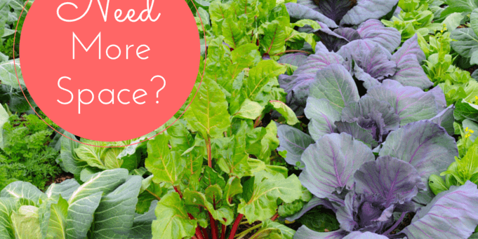 Out of Space to Plant? 5 Easy Options to Make More Room