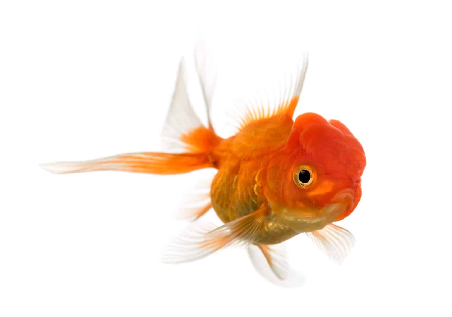 Raising Goldfish in an Aquaponic System