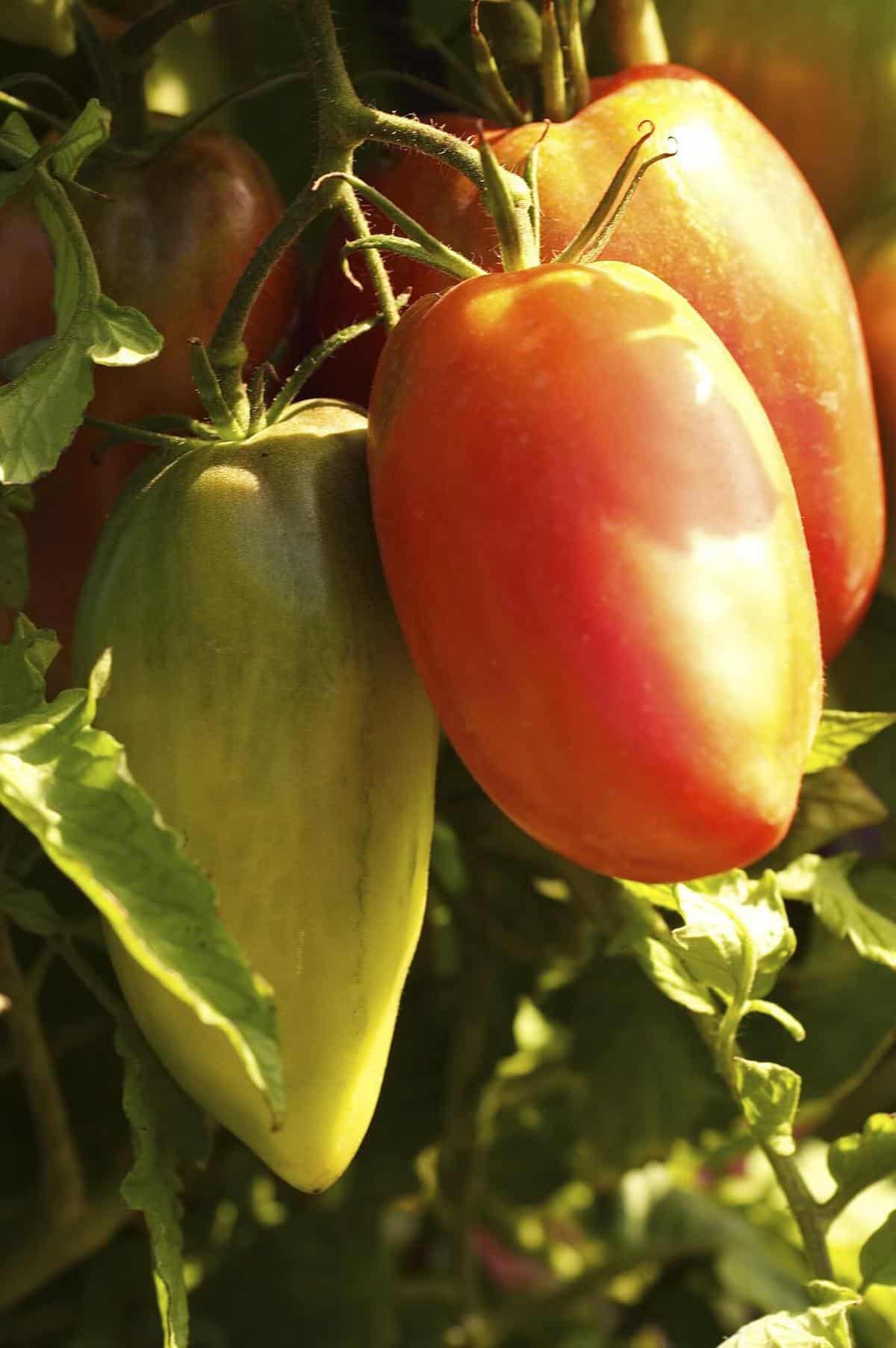 Jersey Devil tomato