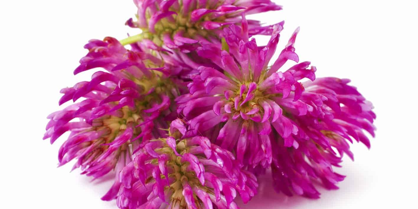 Choosing the Best Red Clover Supplement