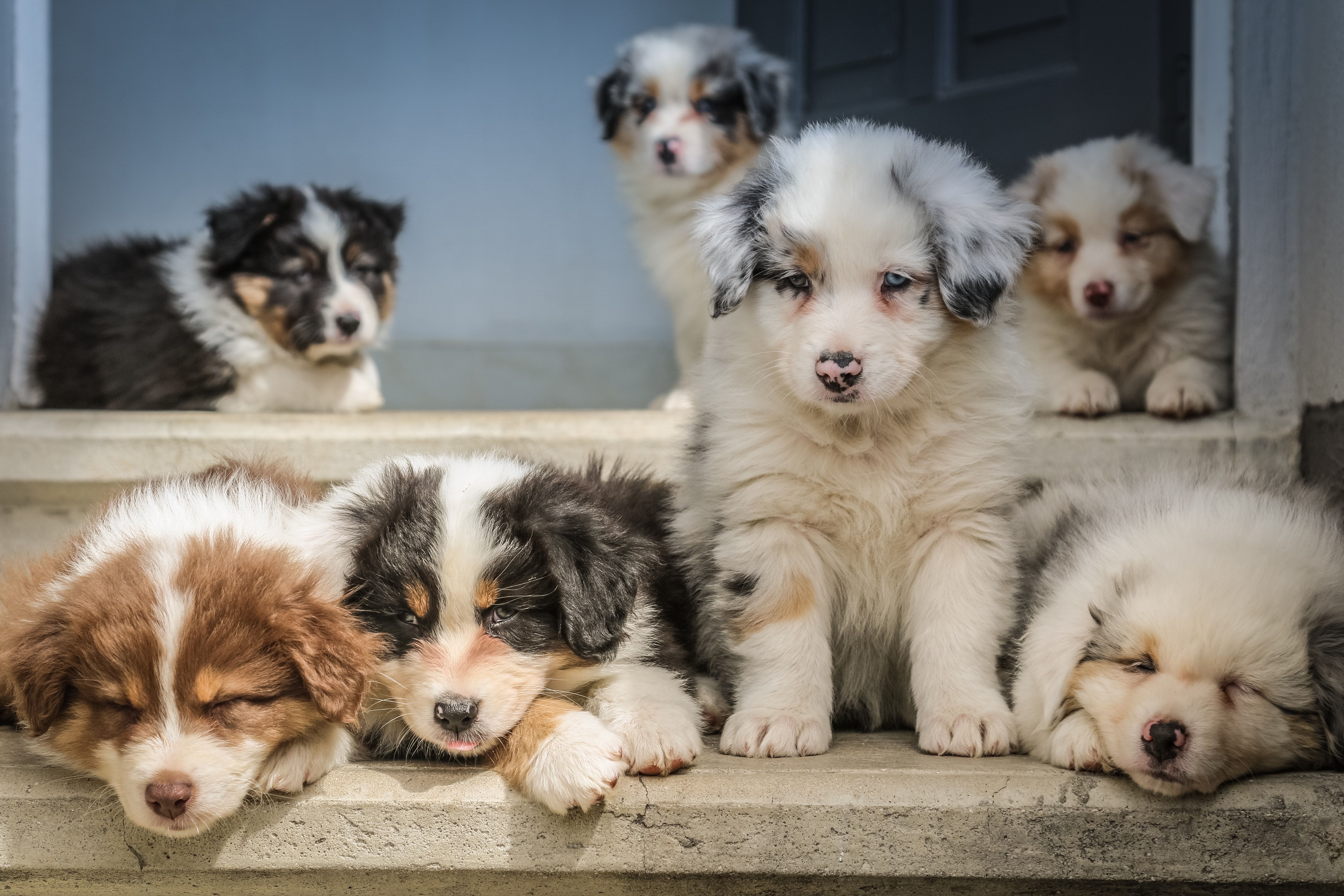 7 puppies with different colors