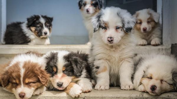 7 puppies with different colors