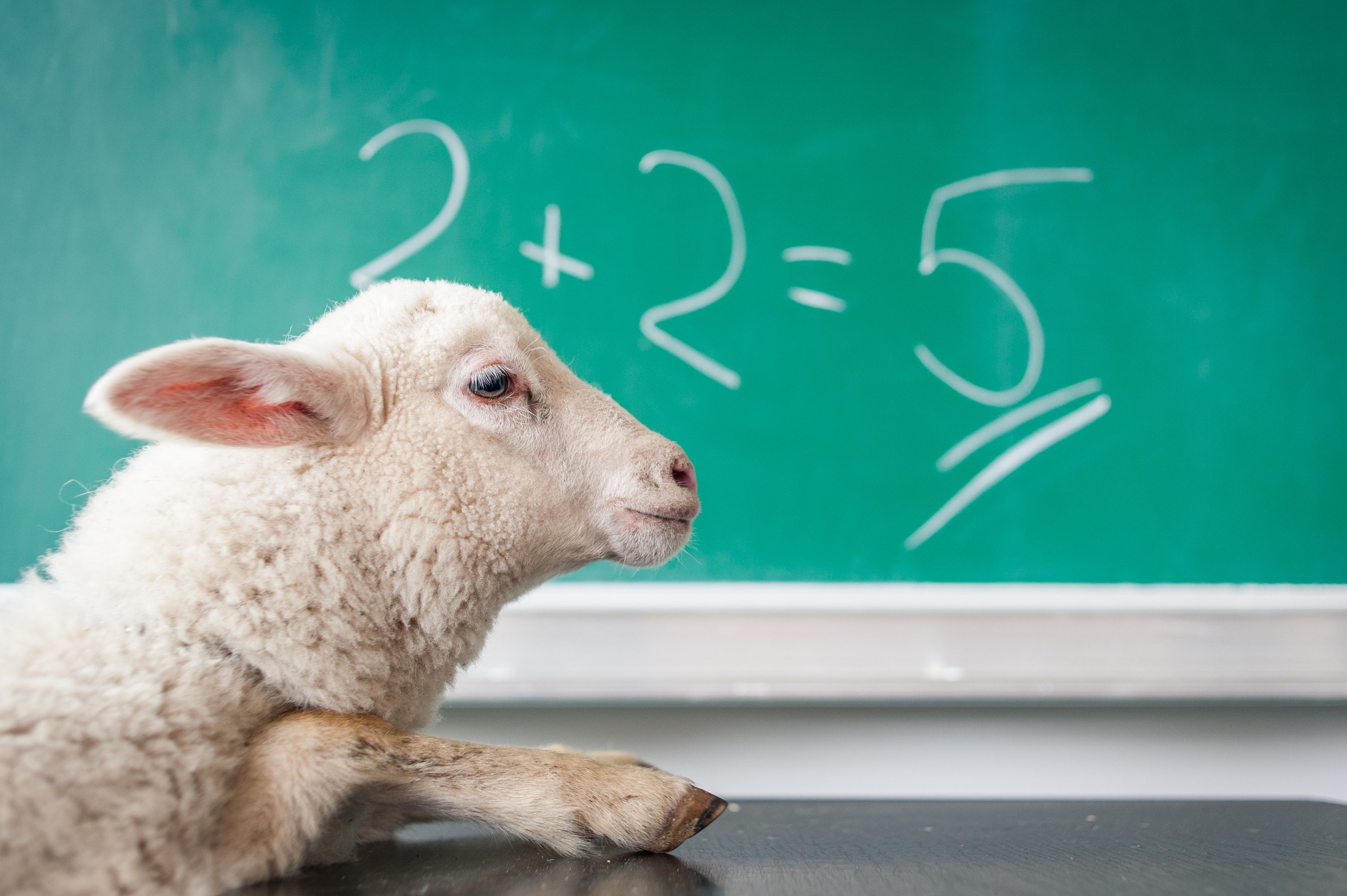 Sheep in front of maths text