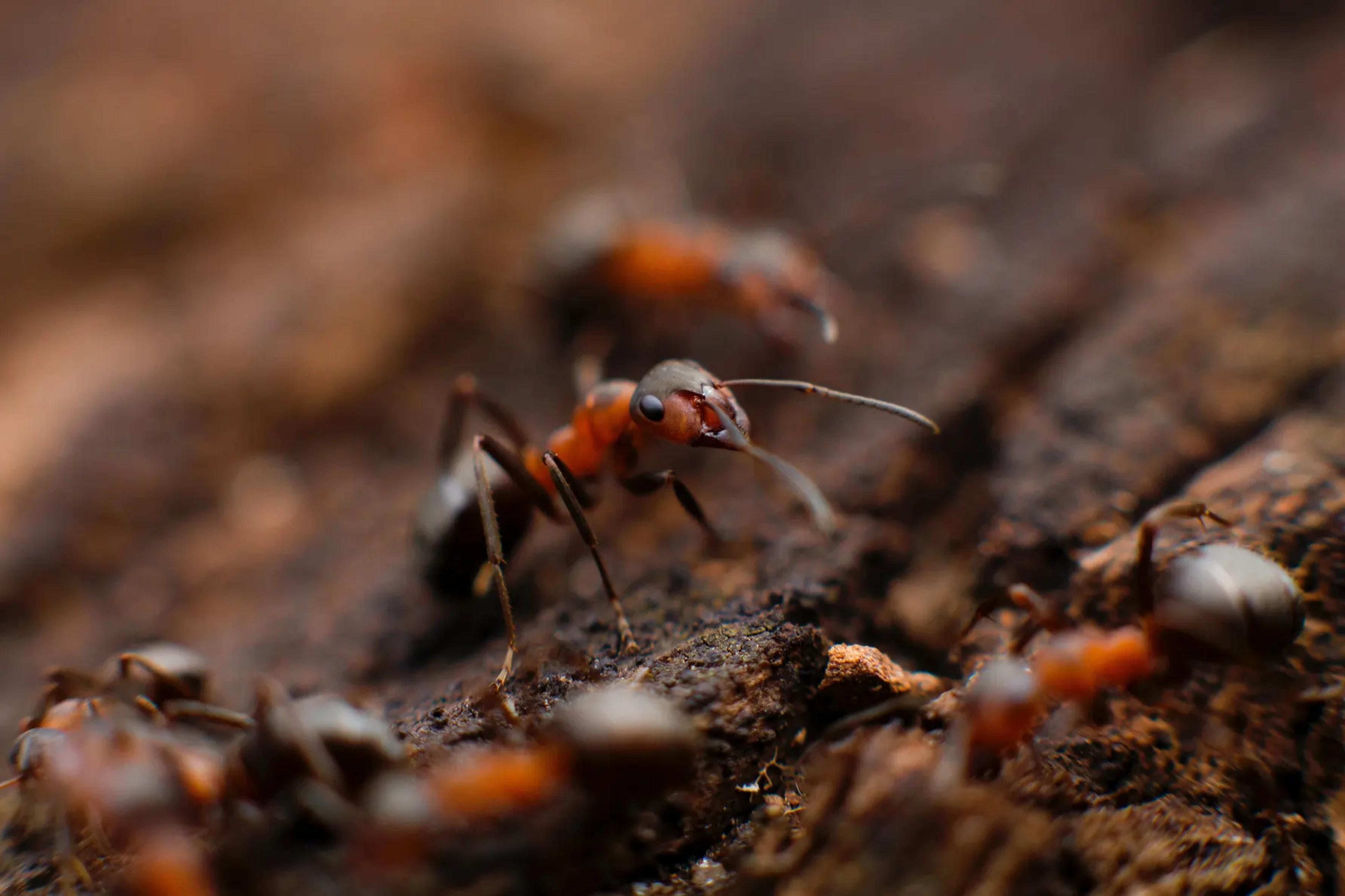 Pest Control Service