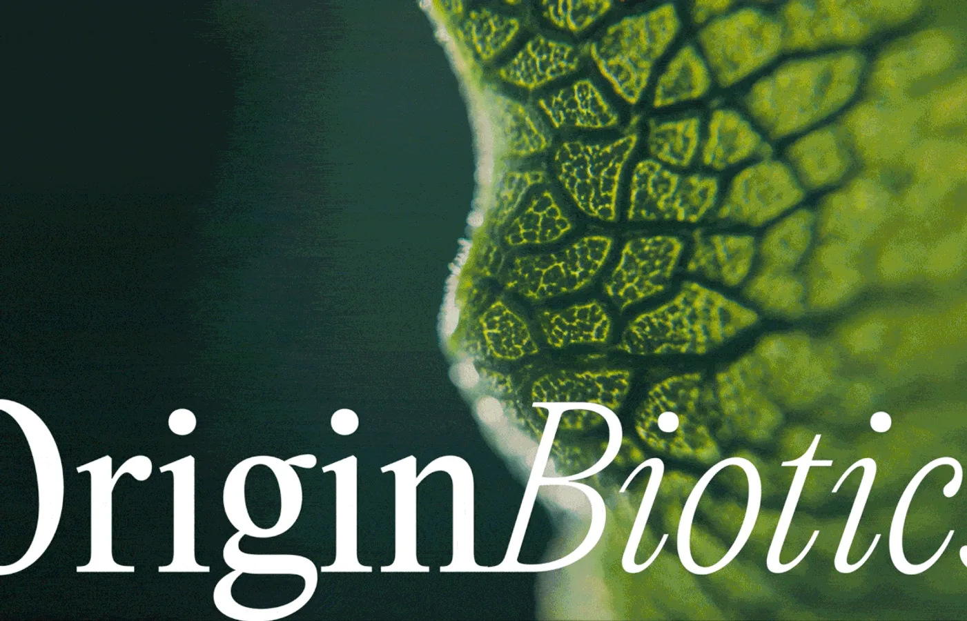 OriginBiotics supplement branding and packaging — Maja Regula