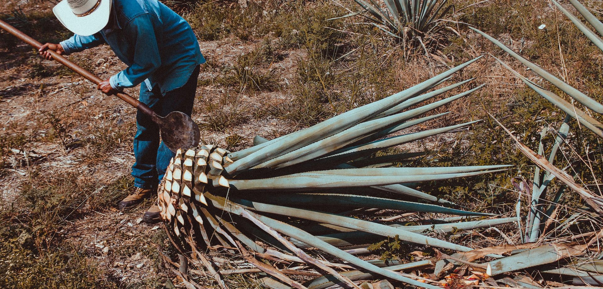 Día Nacional del Tequila — Dorama Studio, image 11