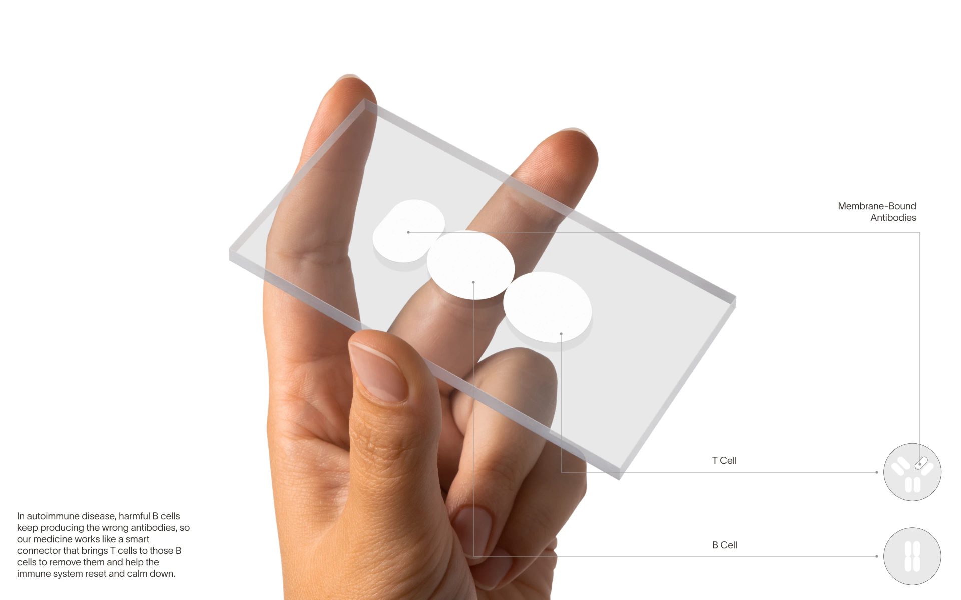 Bicentra Biotech - Brand Identity — Alexander Korzin, image 2