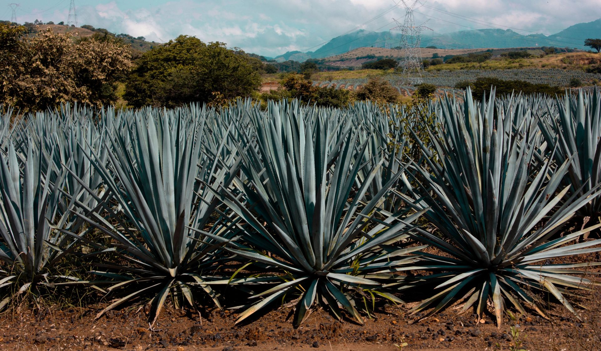 Día Nacional del Tequila — Dorama Studio, image 3
