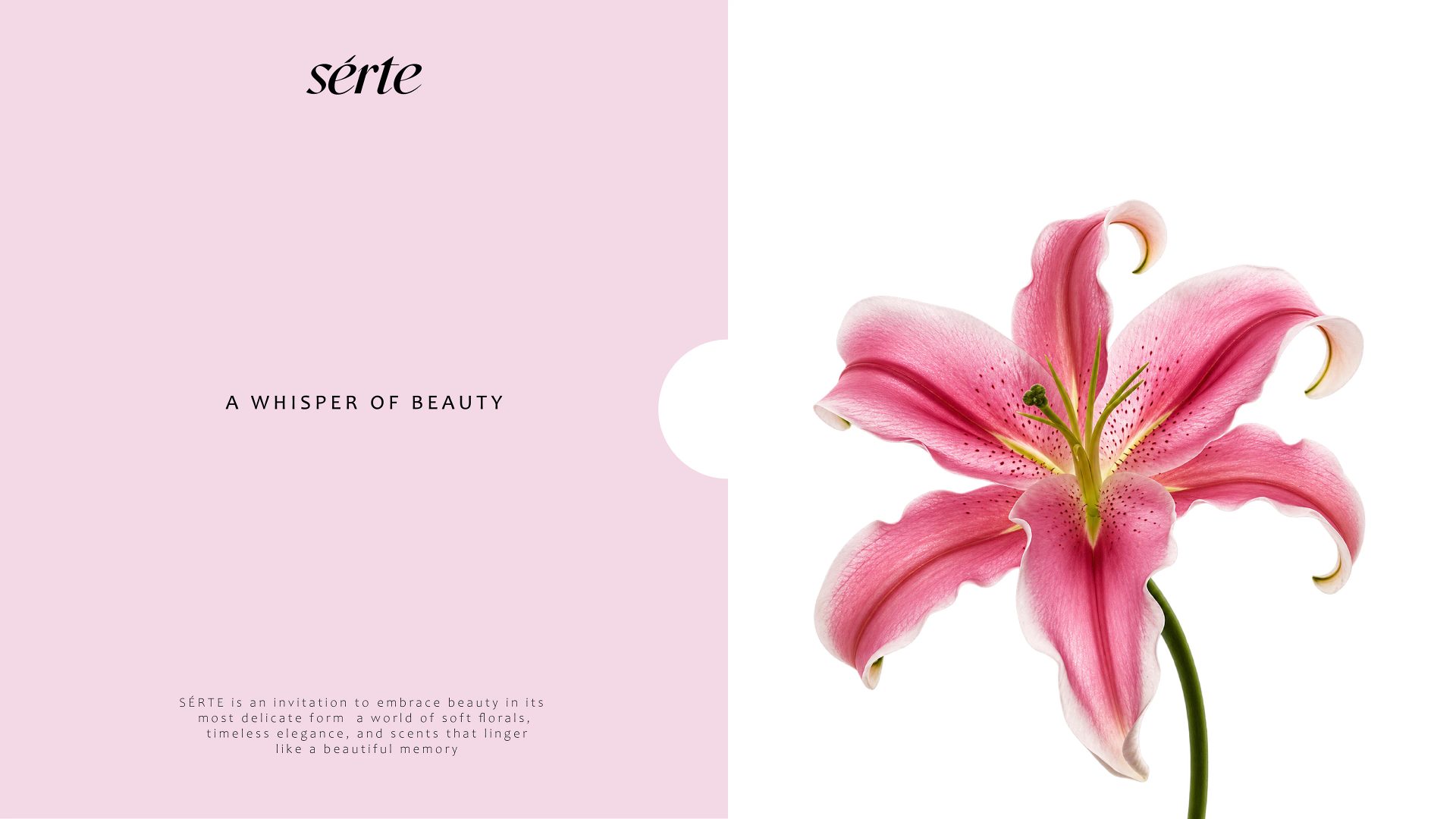 Serte Perfume Branding — Soofi Art Studio, image 18