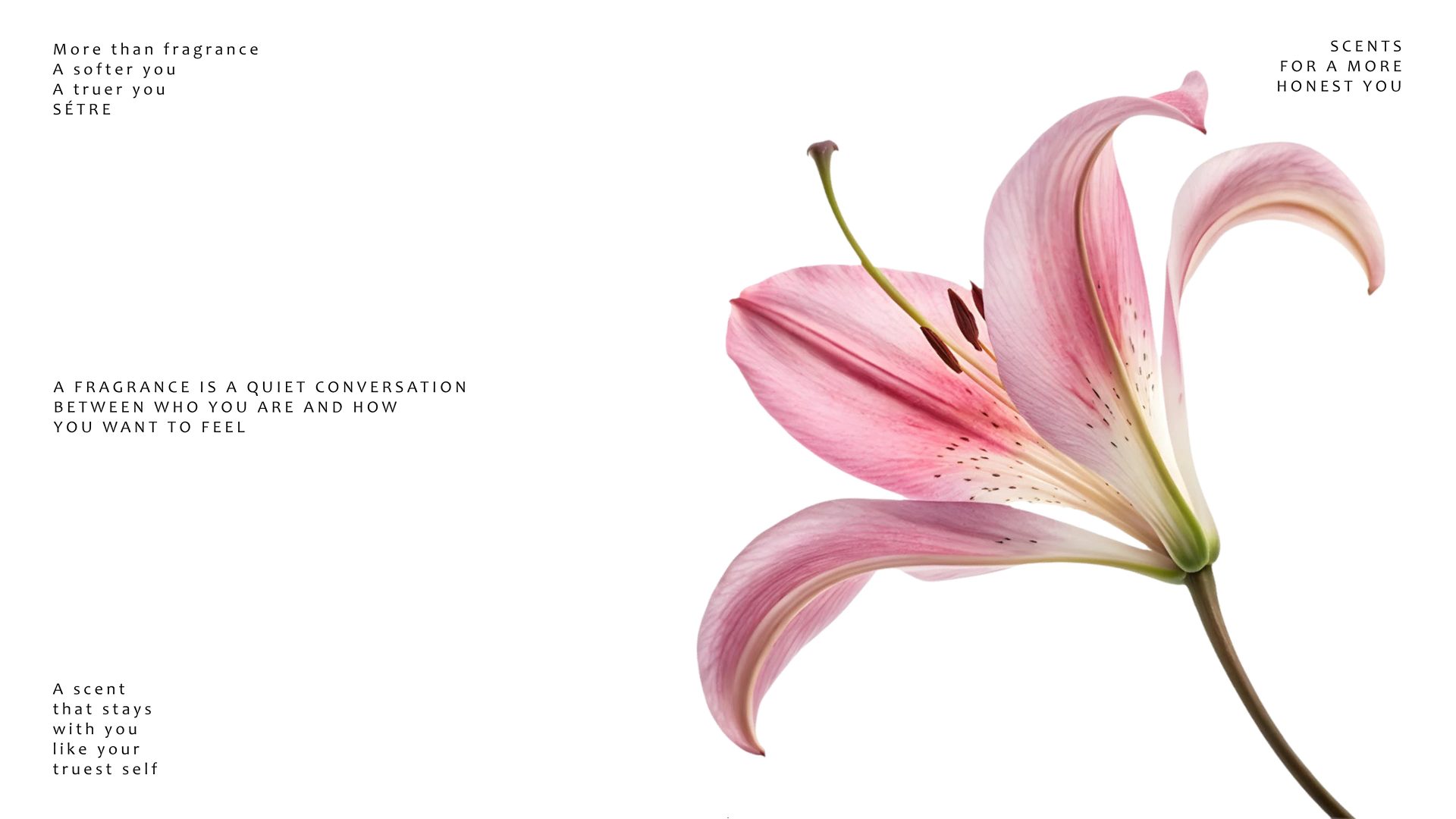 Serte Perfume Branding — Soofi Art Studio, image 28