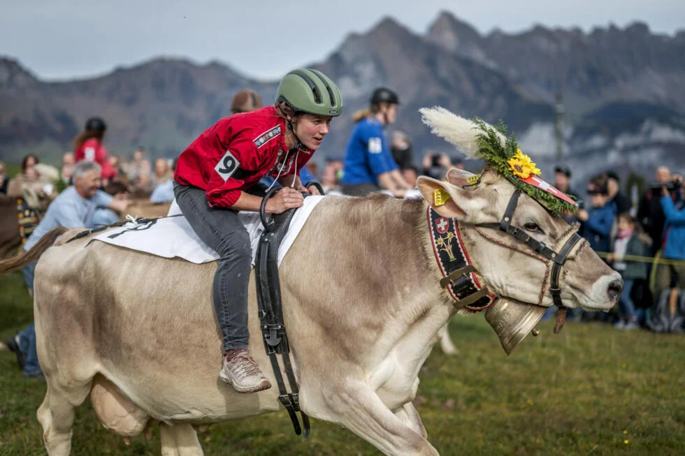 Swiss women saddle up for the Annual Cow Grand Prix in Flumserberg