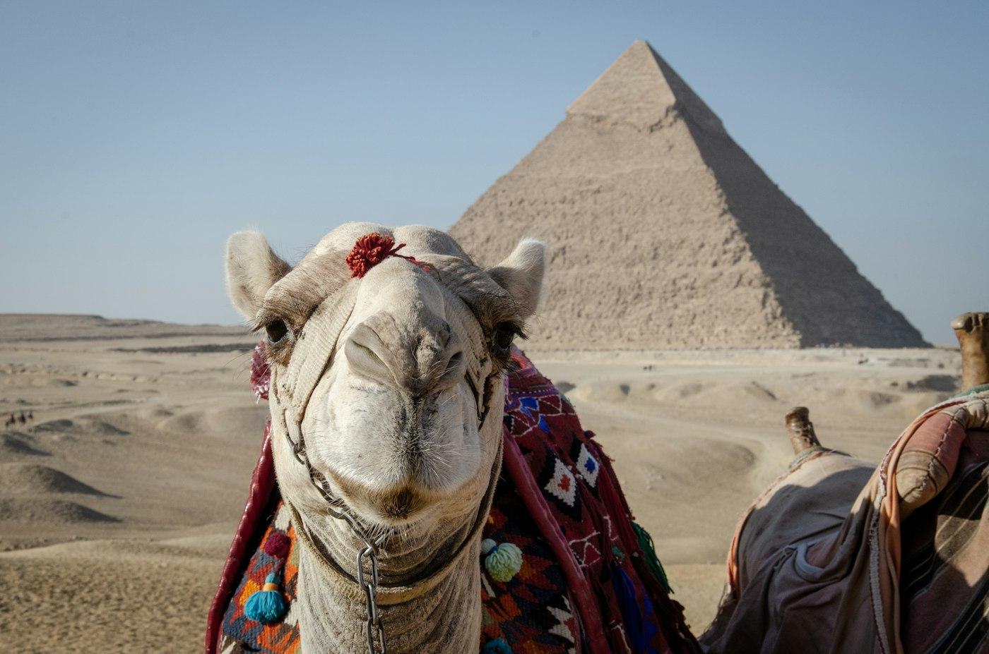 Unta berdiri di depan piramida Giza
