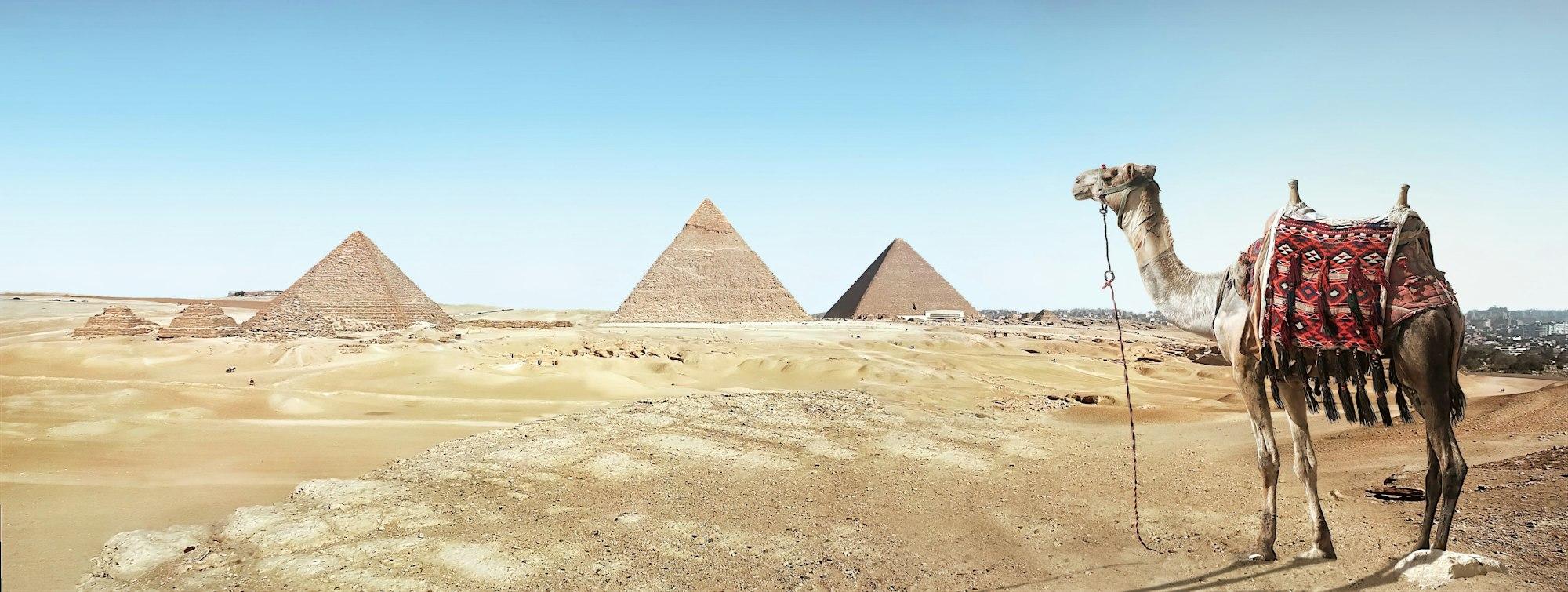 Tiga piramida Giza dengan unta di latar depan