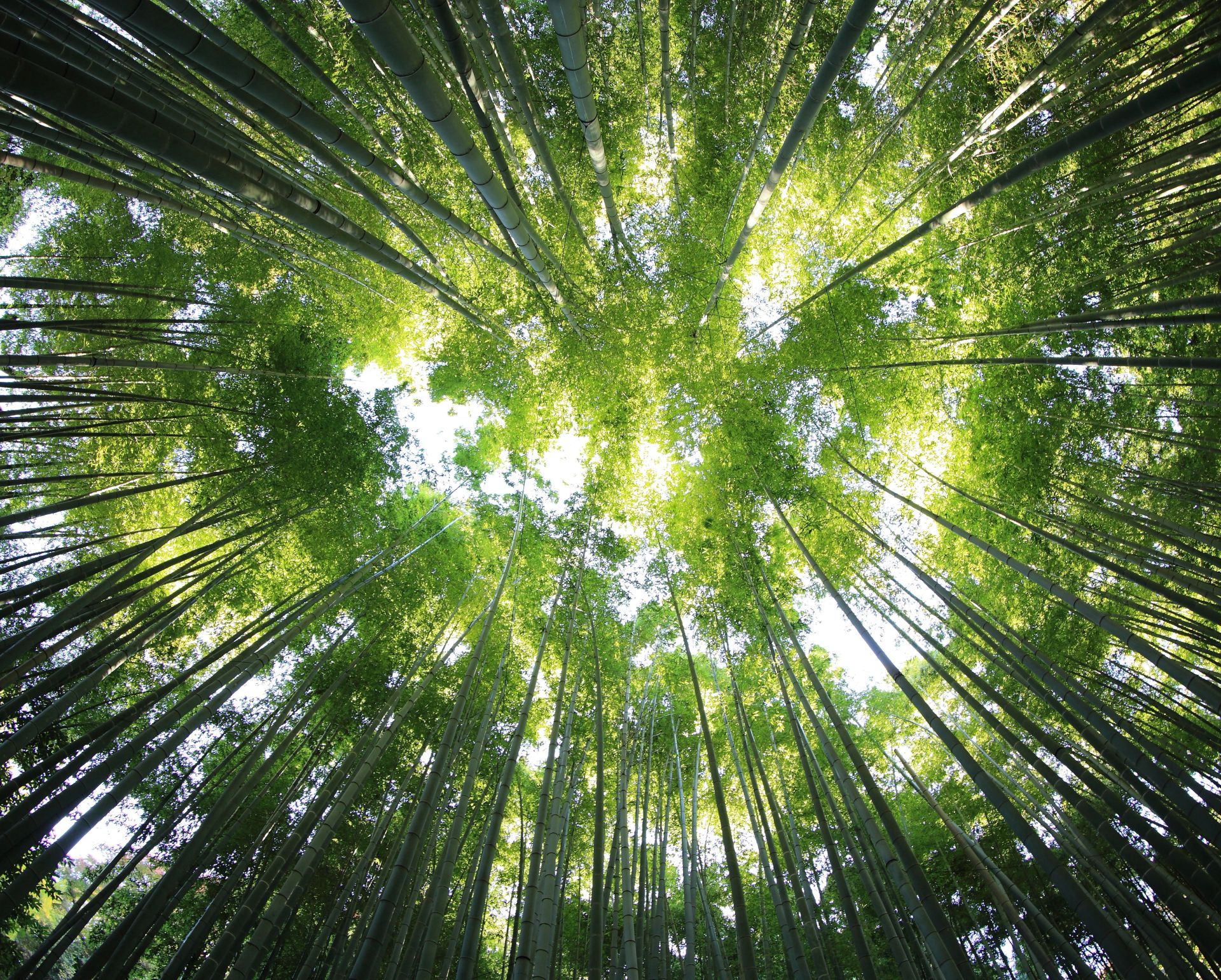 Looking up through a dense bamboo forest canopy with sunlight filtering through.