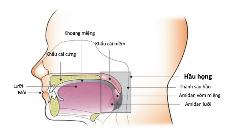 Giải phẩu khoang miệng