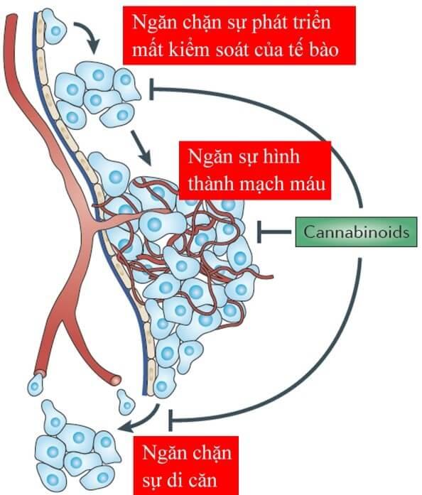 Hình 5: Tác động của Cannabinoid lên sự phát triển của tế bào ung thư.