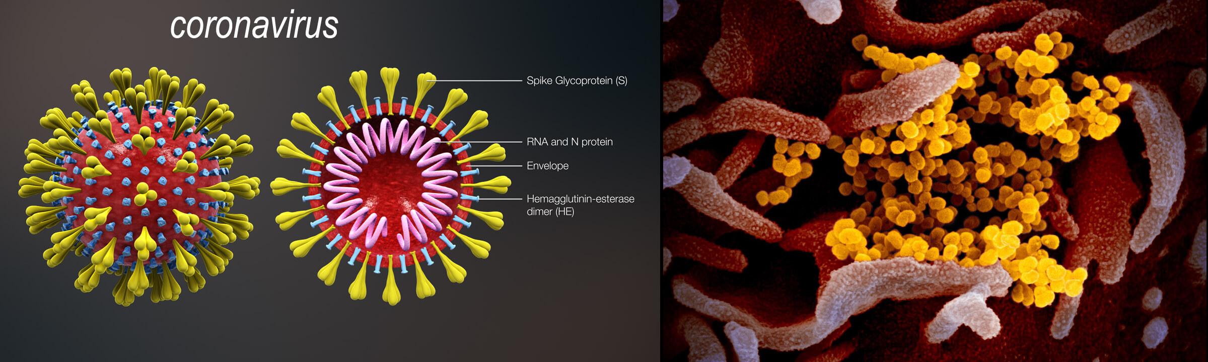 Hình 1: Cấu trúc của virus Corona và hình ảnh virus xâm nhiễm tế bào.