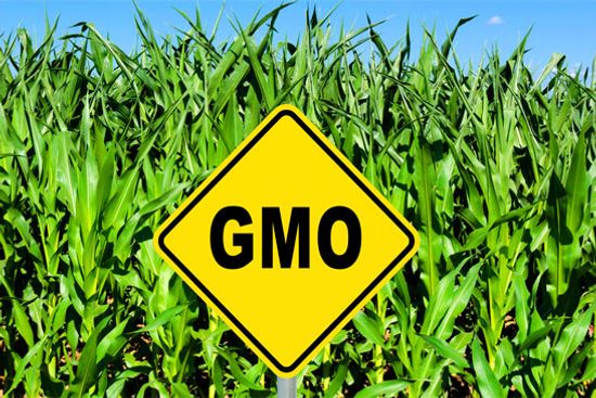 GMO và sức khỏe, phần 1: Tìm hiểu chung về GMO: lịch sử và hiện trạng thumbnail.