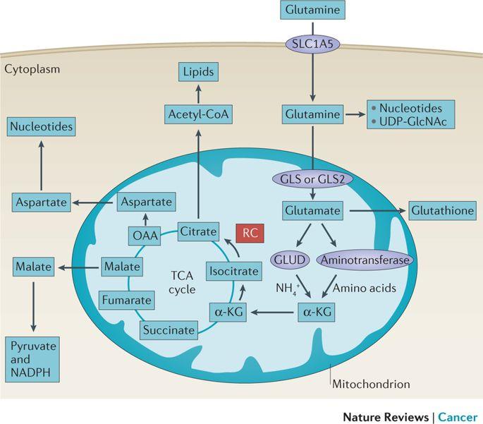Hình minh họa 1: Tế bào ung thư có thể sử dụng glutamine để tạo năng lượng và tổng hợp nucleotide phục vụ cho việc tăng trưởng và phát triển. (Mitochondrion: ti thể-, cytoplasm : tế bào chất, TCA cycle: chu trình TCA)  (10)