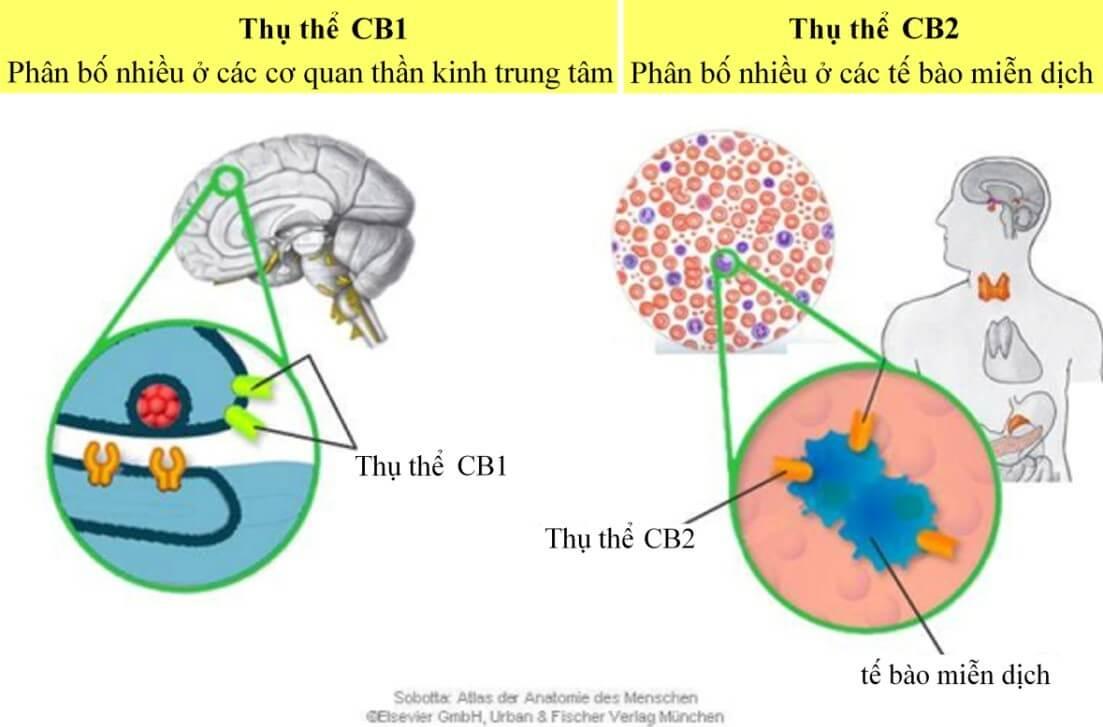 Hình 4: Các thụ thể tương tác với Cannabinoid thể hiện trên tế bào cơ thể