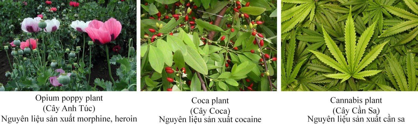 Hình 1: Các loại cây được sử dụng làm nguyên liệu sản xuất các chất ma túy.