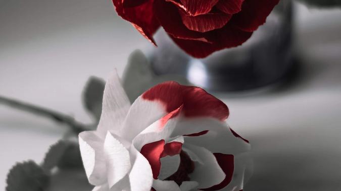 Hoa hồng trắng và đỏ