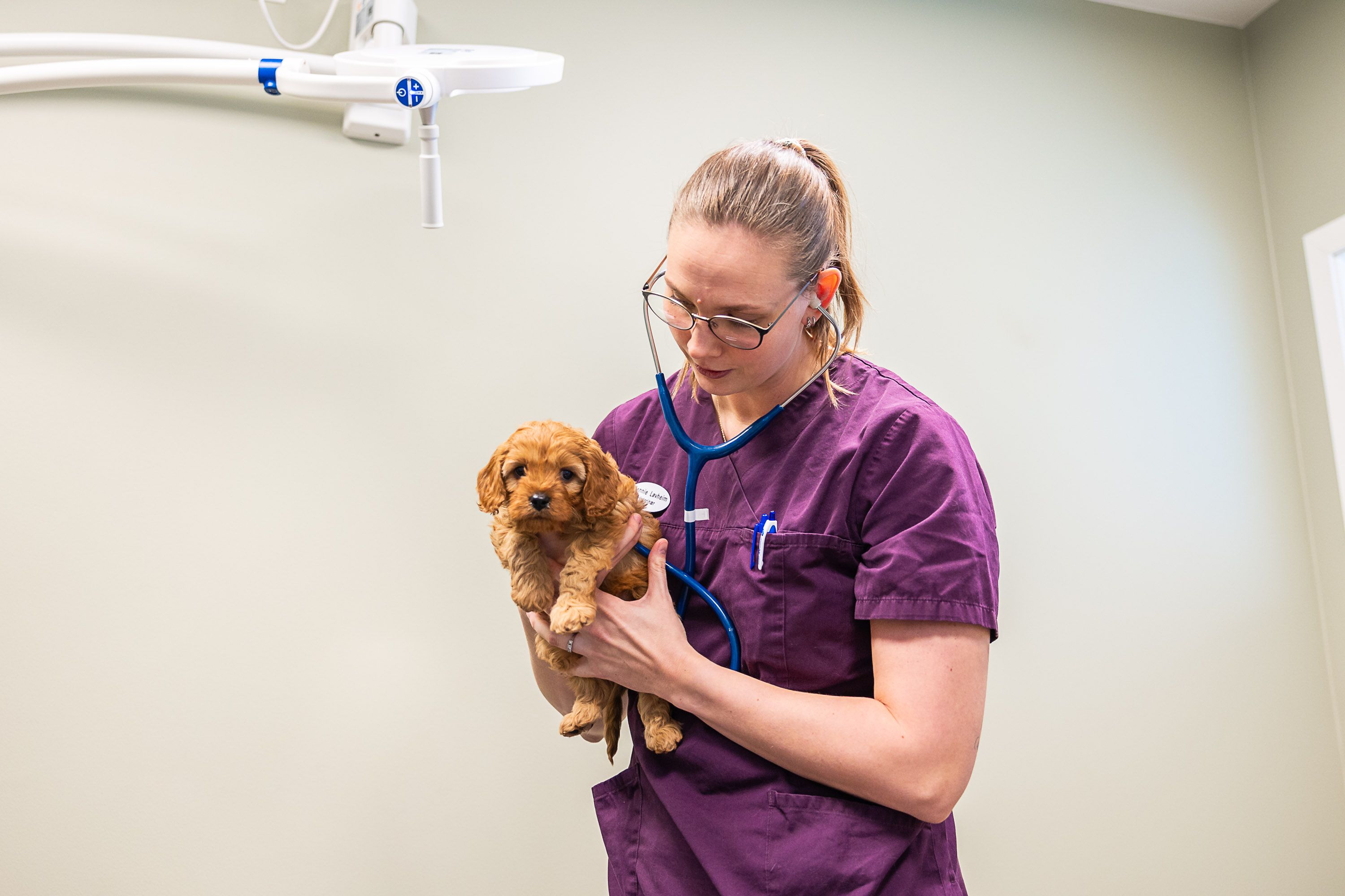 Veterinær med stetoskop holder en liten brun valp i armene